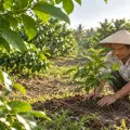 Cách Trồng Và Chăm Sóc Cây Mận Hiệu Quả Cho Người Mới
