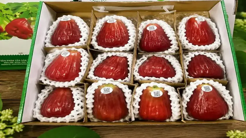 mận sân tiên đóng hộp quà sang